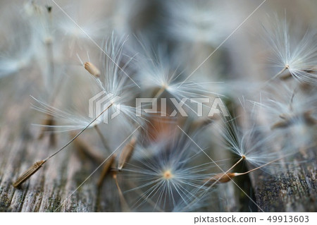 dandelion flower platn in springtime 49913603