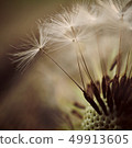 dandelion flower platn in springtime 49913605