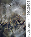 dandelion flower platn in springtime 49913606