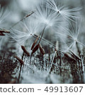 dandelion flower platn in springtime 49913607