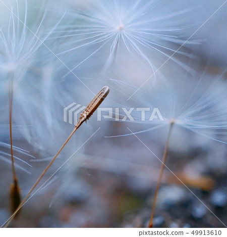 dandelion flower platn in springtime 49913610