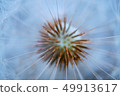 dandelion flower platn in springtime 49913617