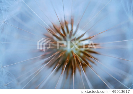 dandelion flower platn in springtime 49913617