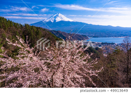 (Yamanashi Prefecture) Cherry blossoms, Mt. Fuji seen from the Misaka Mountains (Yamanashi Prefecture) Cherry blossoms, Mt. Fuji seen from the Misaka Mountains 49913649