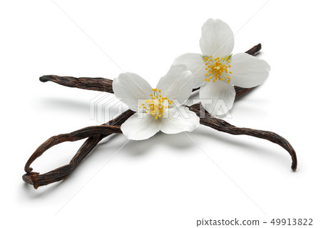 Vanilla sticks with jasmine flowers isolated 49913822