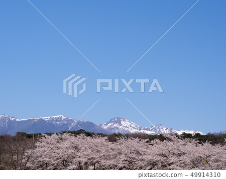 Scenery of cherry blossoms and Nasu mountain range of Nakagawa Kawasu park road Scenery of cherry blossoms and Nasu mountain range of Nakagawa Kawasu park road 49914310