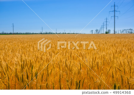 Golden Wheat Field and Power Line 49914368