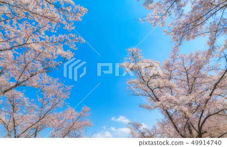 <山梨縣>大王公園櫻花節 49914740
