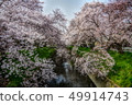 櫻花 櫻 賞櫻 49914743
