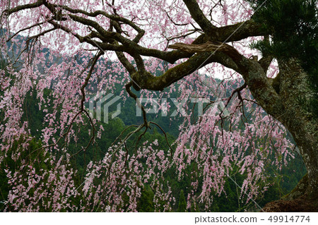 芹澤的櫻花 49914774