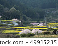 Rape blossoms of rice terraces 49915235