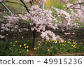 Cherry blossoms and narcissus 49915236