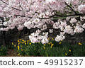 Cherry blossoms and narcissus 49915237