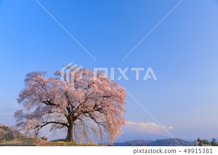 早晨太陽的櫻花_ Wanizuka 早晨太陽的櫻花_ Wanizuka 49915381