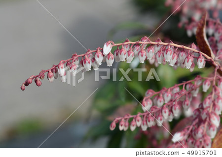 Japanese pieris Dorothy Wyckoff 49915701