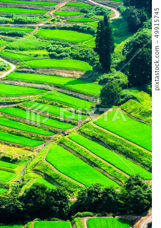 Terraced rice fields in Gyeongchi (July) 49915745