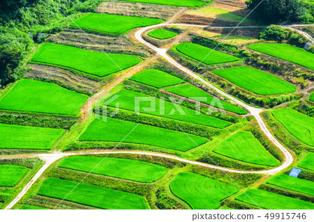 Terraced rice fields in Gyeongchi (July) 49915746