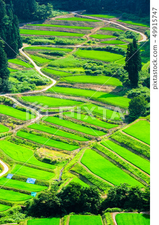 Terraced rice fields in Gyeongchi (July) Terraced rice fields in Gyeongchi (July) 49915747