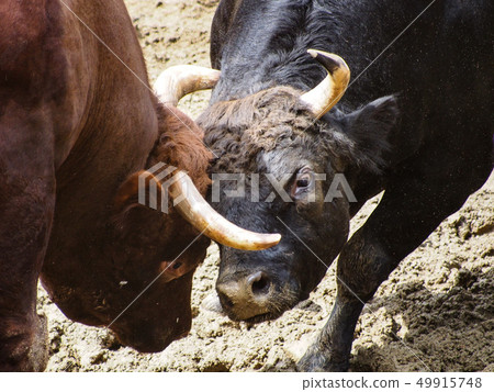 Niigata · Yamakoshi beef horn shoot 49915748