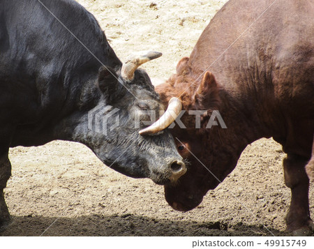 Niigata · Yamakoshi beef horn shoot Niigata · Yamakoshi beef horn shoot 49915749