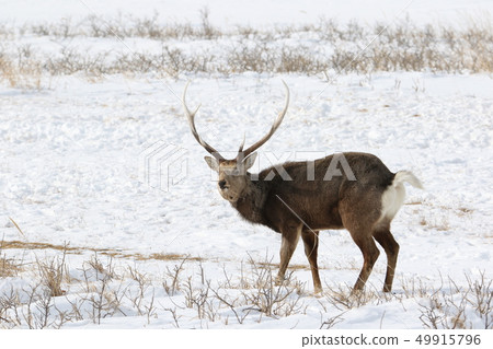 Ezo鹿/男性成年動物站在雪原（2-1） 49915796