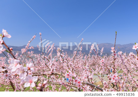 Yamanashi _ peach blossoms where peach flowers bloom 49915836