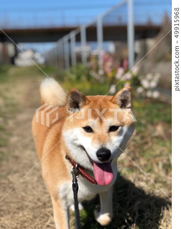 Shiba Inu Yuzu 3 - Stock Photo [49915968] - PIXTA