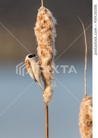 Eurasian Penduline Tit (Remiz pendulinus) 49916006