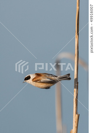 Eurasian Penduline Tit (Remiz pendulinus) Eurasian Penduline Tit (Remiz pendulinus) 49916007