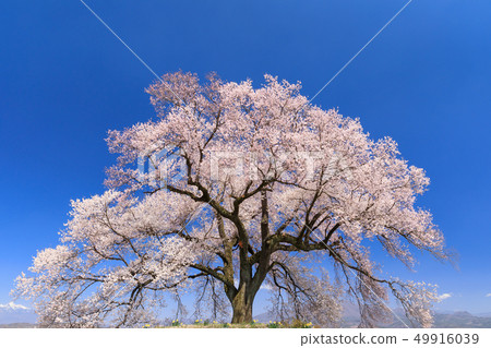 Cherry blossoms in full bloom 49916039