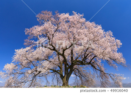 Cherry blossoms in full bloom 49916040
