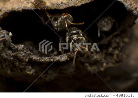 Stingless bees stand front of nest, Stingless bees Stingless bees stand front of nest, Stingless bees 49916113