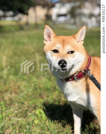 Shiba Inu Yuzu 10 Shiba Inu Yuzu 10 49916117