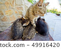 The cat feeds little kittens. 49916420