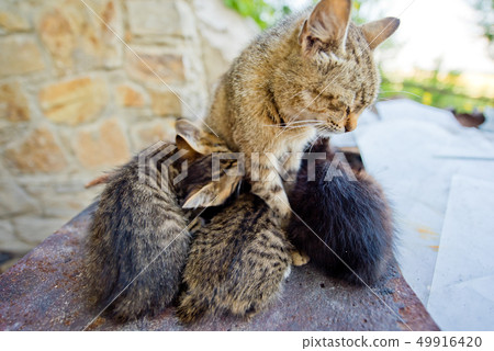 The cat feeds little kittens. The cat feeds little kittens. 49916420