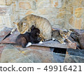 The cat feeds little kittens. 49916421