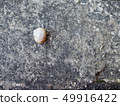 Snail shell on the stone. Natural background. 49916422