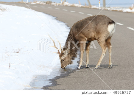 Sika deer / male adults drinking snowmelt water at the end of a roadway 49916737