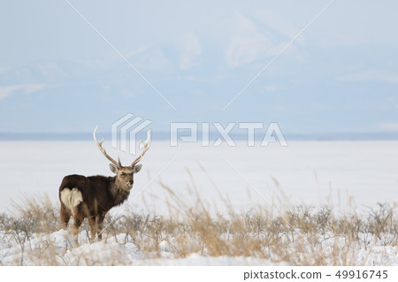 Sika deer / male adult animal (2-1) looking back at frozen Notsuke Bay Sika deer / male adult animal (2-1) looking back at frozen Notsuke Bay 49916745