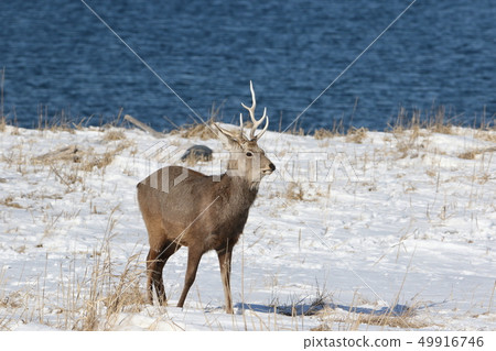 Ezo deer (4-2) which foraging activities in the seaside snowy field 49916746