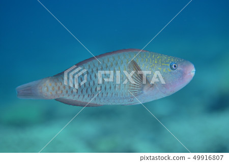 Buddy's female Buddy's female 49916807