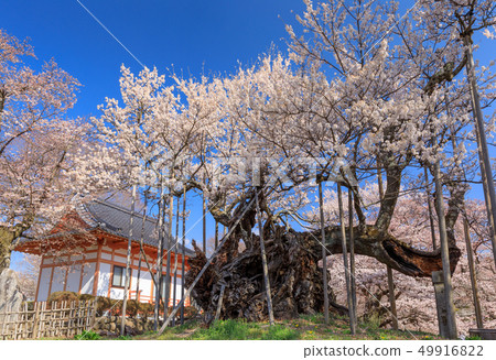 Japan's Three Greatest Cherry Blossoms _ Yamataka Kamishiro 49916822