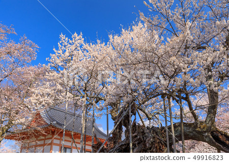 Japan's Three Greatest Cherry Blossoms _ Yamataka Kamishiro 49916823