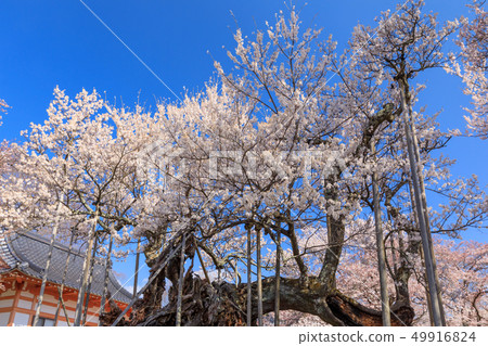 Japan's Three Greatest Cherry Blossoms _ Yamataka Kamishiro Japan's Three Greatest Cherry Blossoms _ Yamataka Kamishiro 49916824