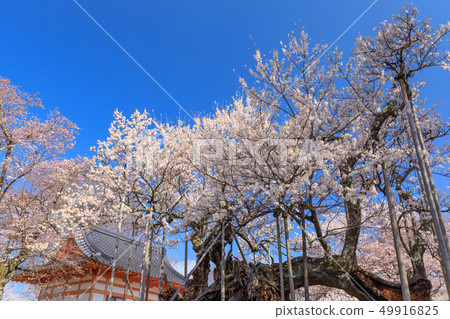 Japan's Three Greatest Cherry Blossoms _ Yamataka Kamishiro Japan's Three Greatest Cherry Blossoms _ Yamataka Kamishiro 49916825