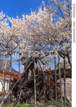 日本最偉大的三朵櫻花_Yantaka Kamishiro 日本最偉大的三朵櫻花_Yantaka Kamishiro 49916826