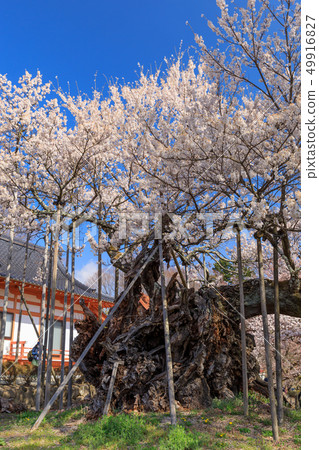 日本最偉大的三朵櫻花_Yantaka Kamishiro 49916827