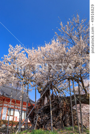 日本最偉大的三朵櫻花_Yantaka Kamishiro 49916829