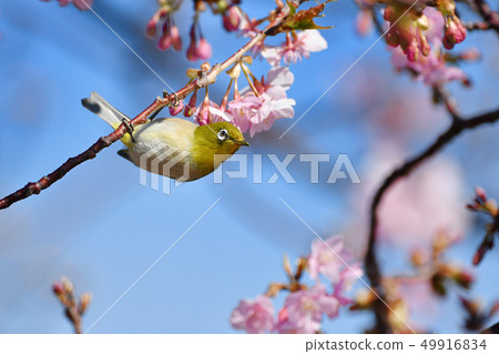 Kawazu cherry tree and mezzo 49916834