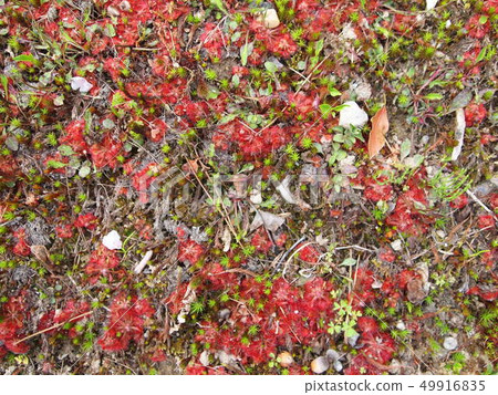 Tokai Kai Mose sen Goke Tokai Kai Mose sen Goke 49916835